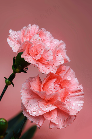 粉色康乃馨母亲节鲜花摄影图