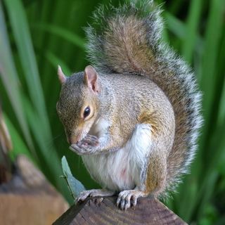户外可爱松鼠动物