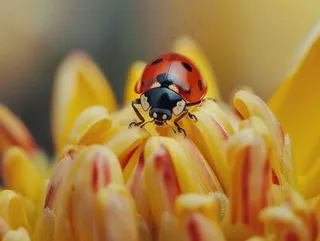 菊花上的瓢虫昆虫摄影图
