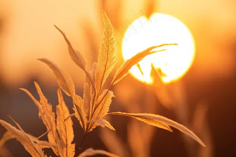 夕阳下的芦苇植物黄色摄影图