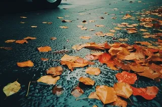 秋天落叶公路道路上摄影图