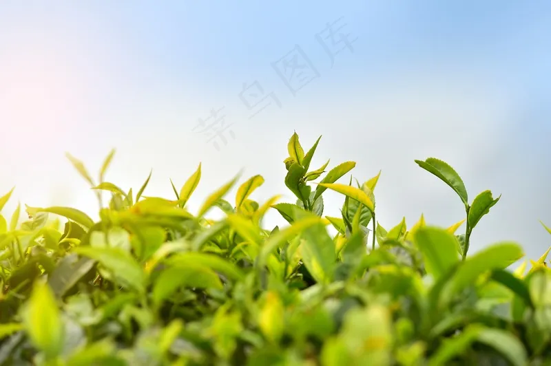 户外茶叶茶园