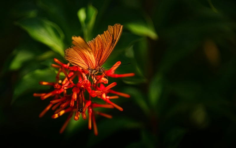 橙蝶舞花间