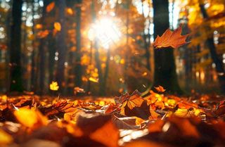 秋天森林的落叶金黄阳光透过树叶温暖秋分立秋处暑摄影图