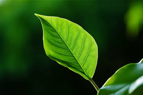 绿叶细节特写摄影图 绿叶细节特写摄影图