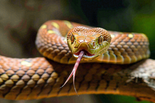 蛇爬行动物毒蛇摄影图