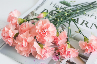 康乃馨鲜花花束摄影图