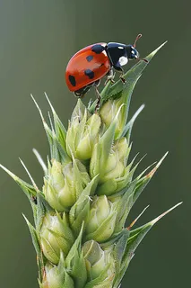 小麦绿色麦穗小满芒种粮食丰收摄影图