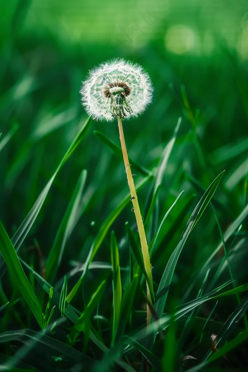 蒲公英植物春天摄影图(2688x4032)