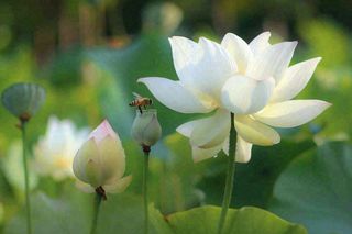 夏日池塘白荷花荷叶蜜蜂采蜜夏至大暑小暑处暑摄影图