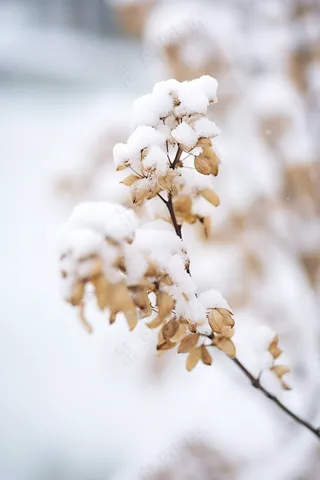 冬季下雪白雪覆盖庄稼黄色植物摄影图