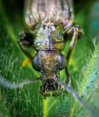 露珠映照下的昆虫微距世界