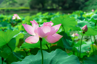 夏日荷花荷叶摄影图