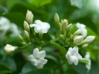 栀子花白色花朵植物摄影图