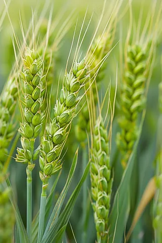 小麦绿色麦穗小满芒种粮食丰收摄影图