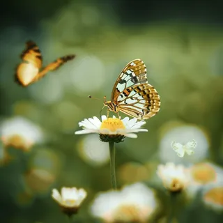 蝴蝶春天花丛蝶恋花摄影图