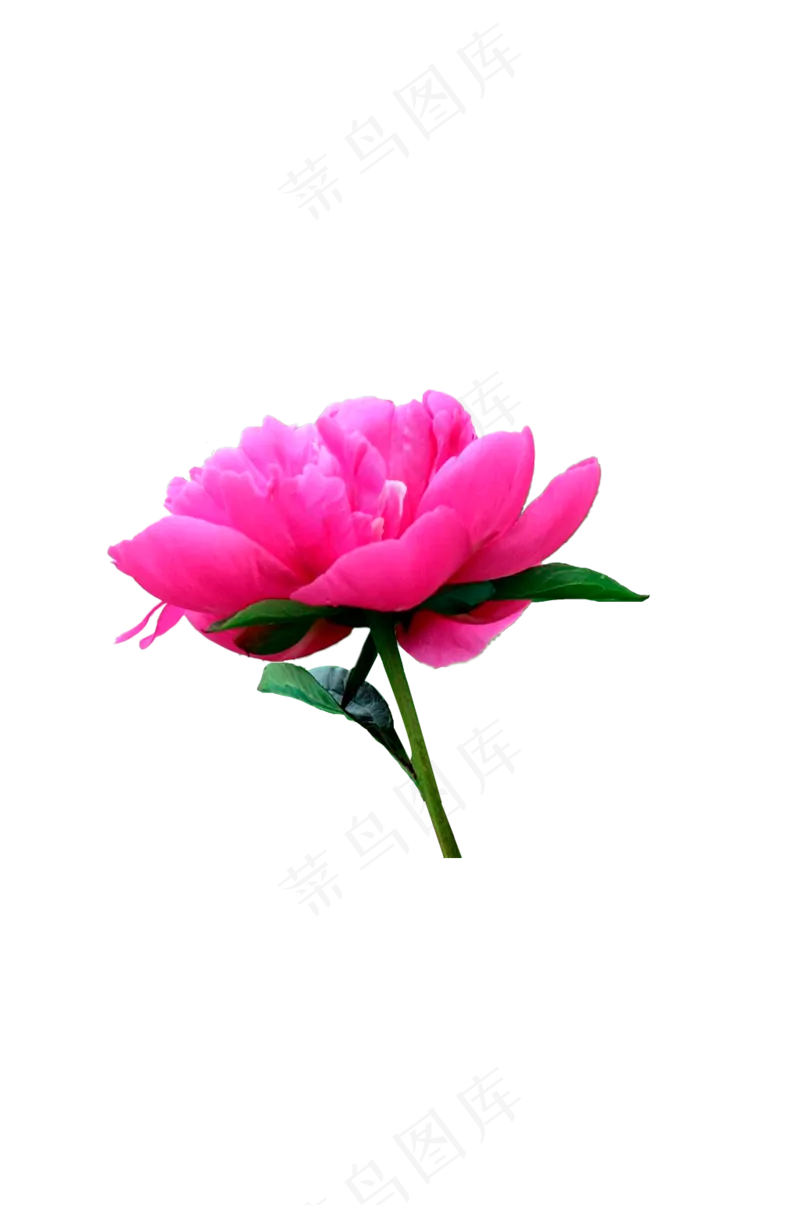 桃红色牡丹花 免抠