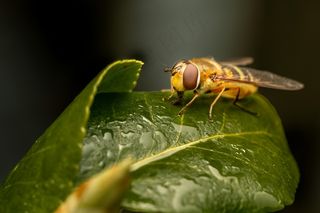 绿叶上的黄蜂蝇