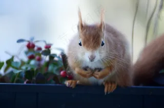 户外可爱松鼠动物
