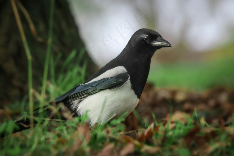 户外喜鹊鸟类生物