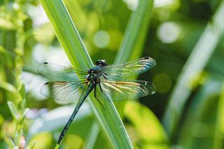 夏天植物绿叶上的蜻蜓绿意昆虫立夏夏至小暑大暑摄影图
