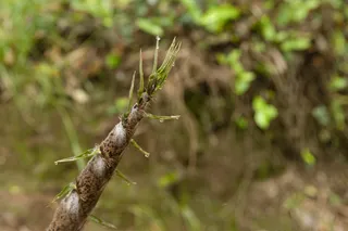户外竹笋时令食材