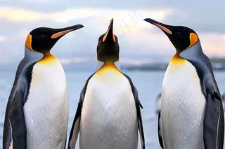 冰雪天地的企鹅寒冷动物摄影图