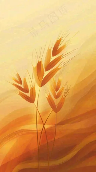 金色背景的小麦麦穗芒种秋收立秋秋分小满插画
