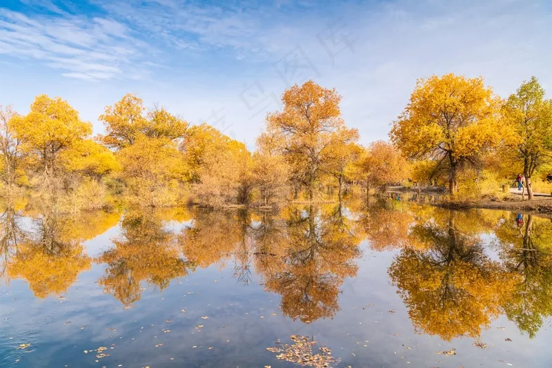 胡杨林图片 胡杨林图片