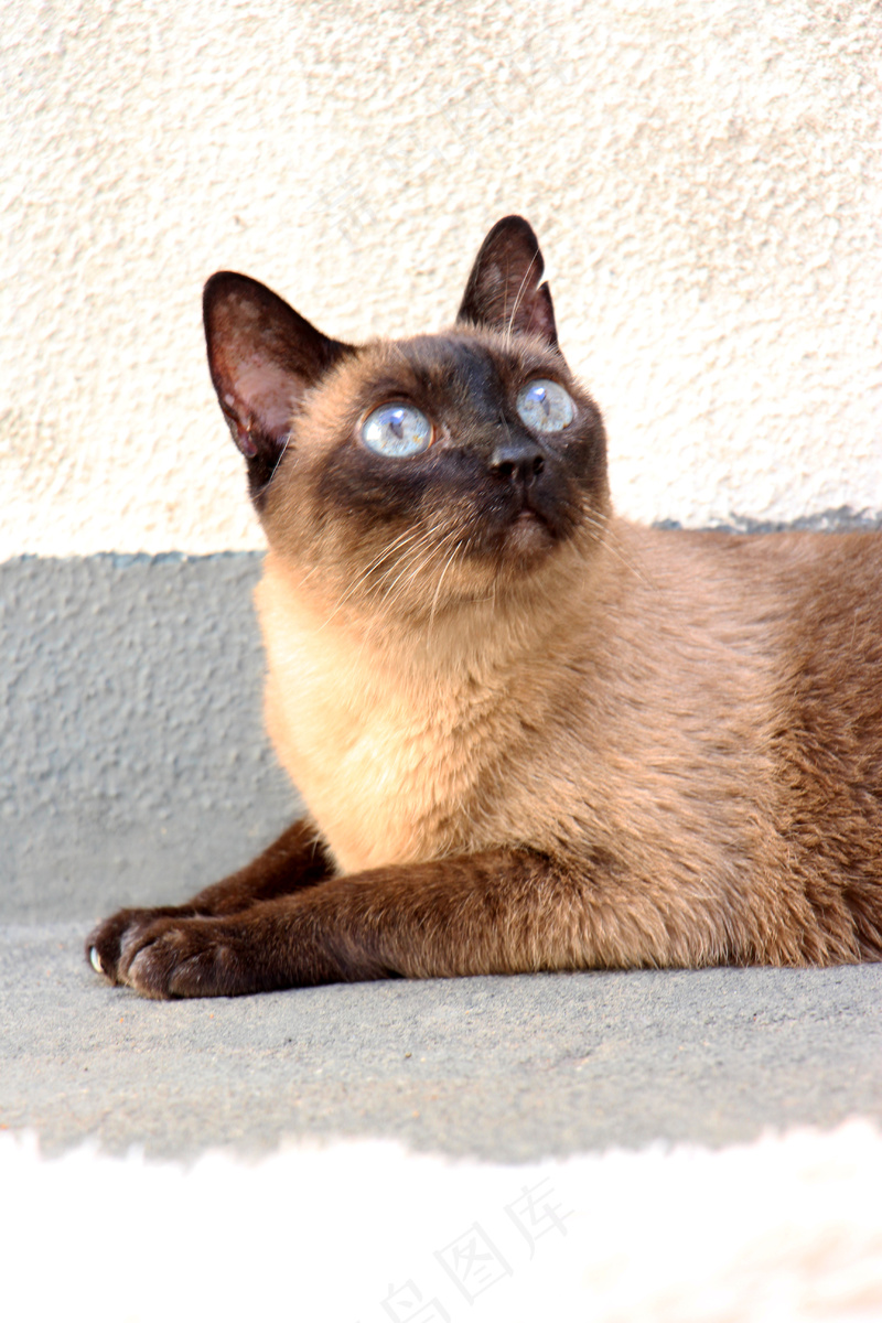 猫咪小猫动物