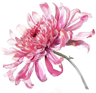菊花玫红艳丽鲜花水墨中国风插画免抠