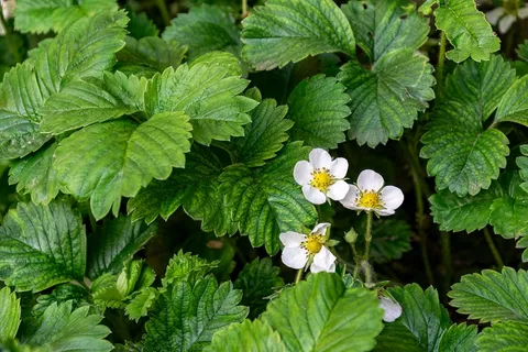 植物花园草莓花朵盛开4