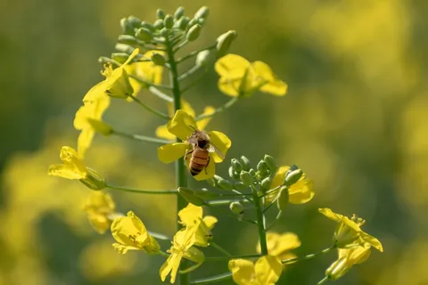 油菜花香蜜蜂忙