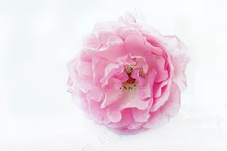 春日樱花花朵摄影图