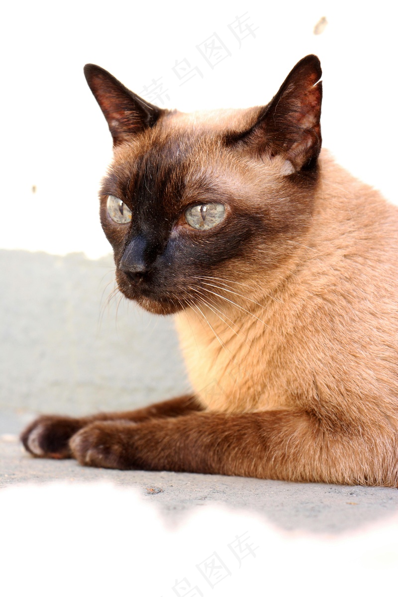 猫咪小猫动物