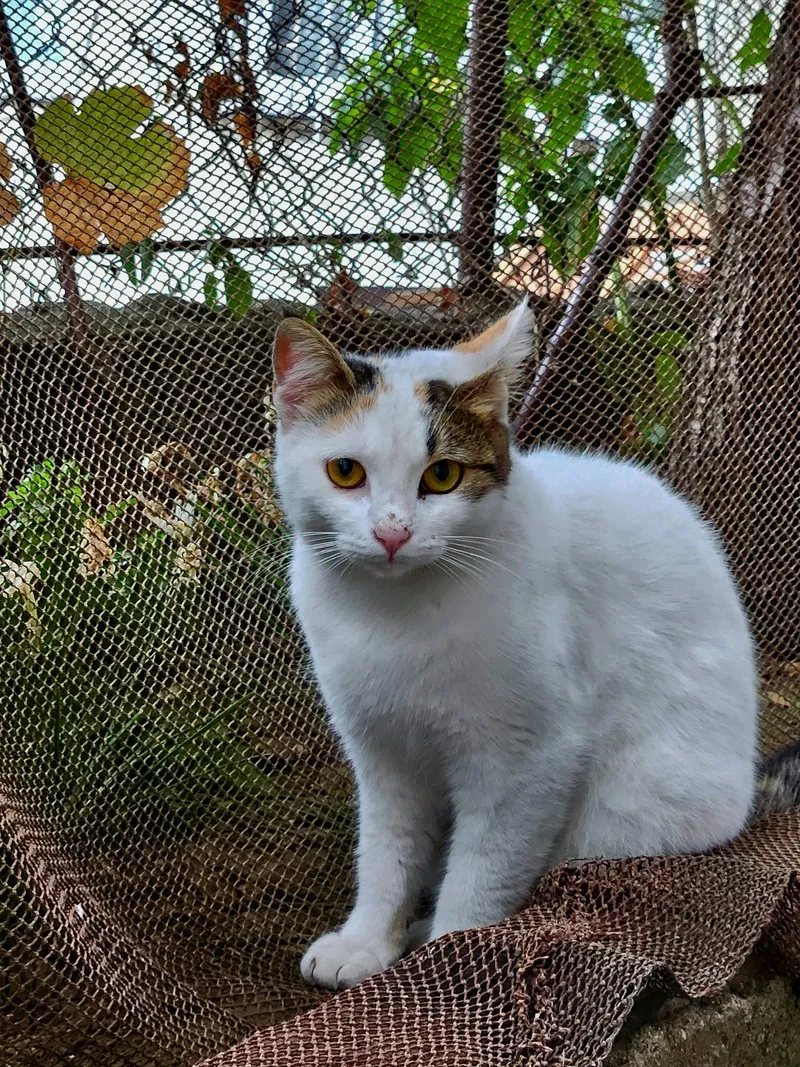 可爱猫咪小猫