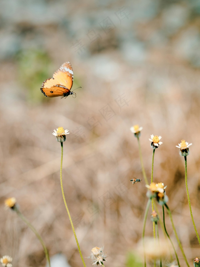 蝶恋花间舞动的轻盈时刻