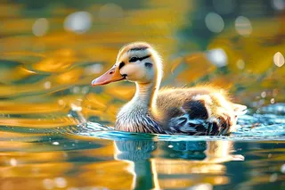 湖水里嬉戏的小鸭子春天摄影图