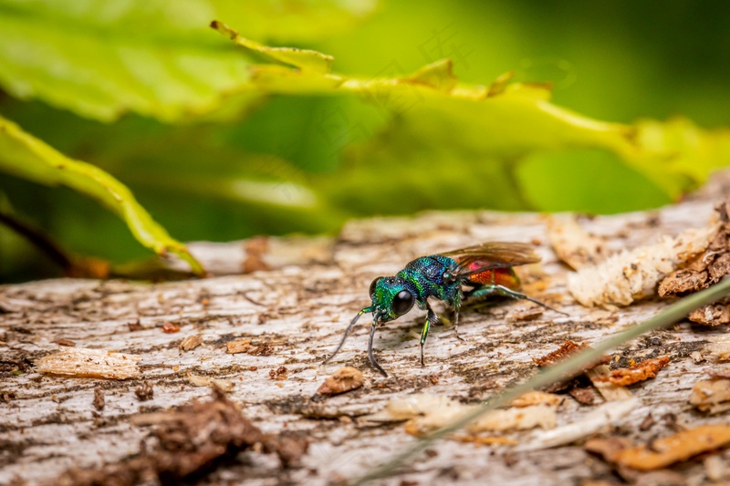 绿意盎然间的金属光泽