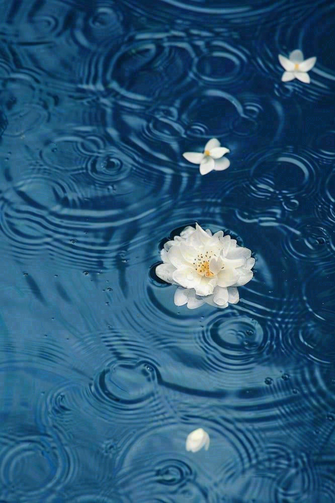 下雨天掉落在蓝色水面的白色花朵清新淡雅雨水处暑寒露摄影图(896x1344)