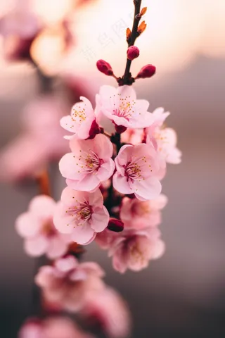 粉梅花春天桃花樱花树枝抽新芽摄影图