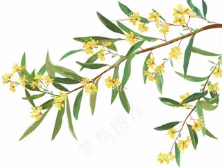 金秋桂花黄花树枝卡通插画免抠