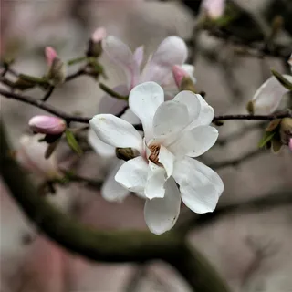 户外玉兰花花朵