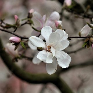 户外玉兰花花朵