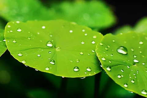 春天绿植绿叶挂着露珠水滴谷雨摄影图 春天绿植绿叶挂着露珠水滴谷雨摄影图