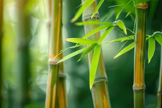 春夏竹林绿色清凉摄影图