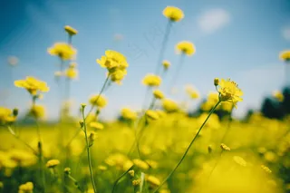 春天小黄花绿枝摄影图