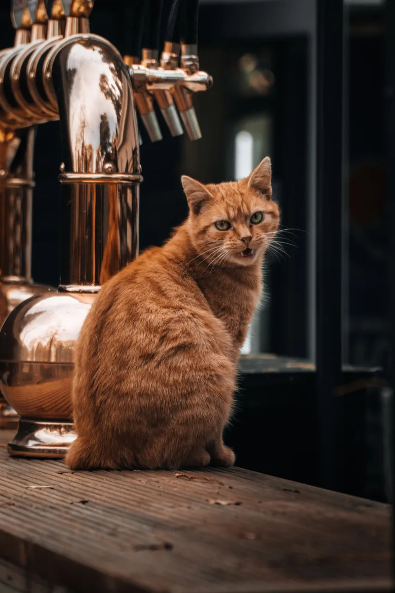 可爱的小猫图