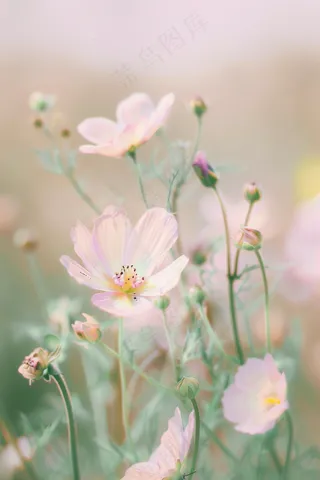 春天格桑花花朵花丛梦幻摄影图