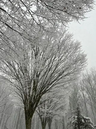 冬天下雪天积雪覆盖的树木2